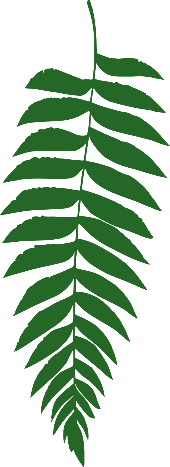 Fern leaf illustration